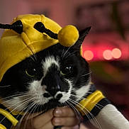 Kit Kat joined the competition — help win amazing prizes! animal, antennas, bee_costume, black, black_and_white_cat, blurred_background, cat, close_up, costume, cute, ears, eyes, feline, hand, indoors, pet, soft_lighting, whiskers, white, yellow