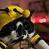 animal, antennas, bee_costume, black, black_and_white_cat, blurred_background, cat, close_up, costume, cute, ears, eyes, feline, hand, indoors, pet, soft_lighting, whiskers, white, yellow