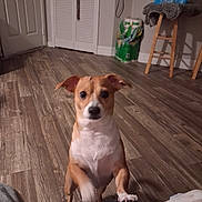 Gizmo joined the competition — help win amazing prizes! dog, puppy, standing, sitting, indoors, home, wood_floor, brown_and_white, short_hair, floppy_ears, dark_eyes, nose, paws, pet, cute, portrait, blanket, chair, bottled_water, room