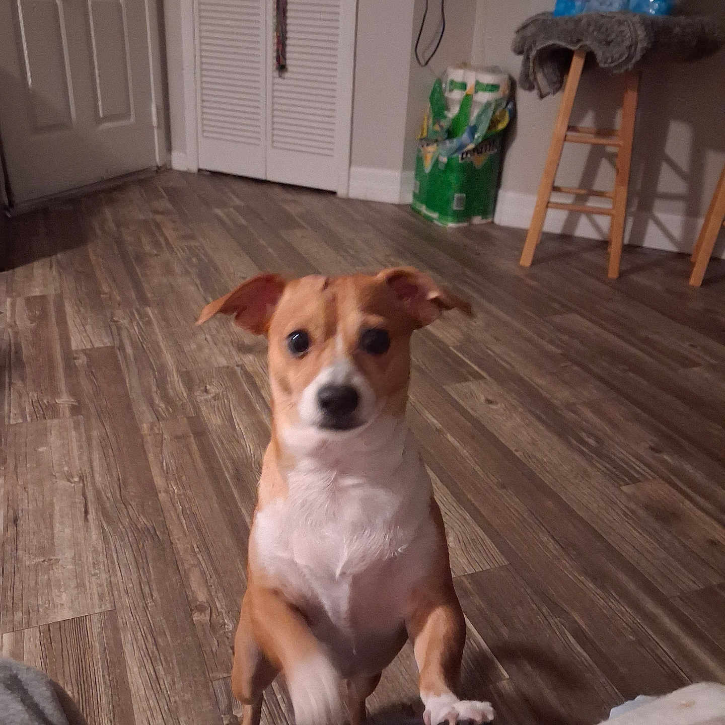 Gizmo
