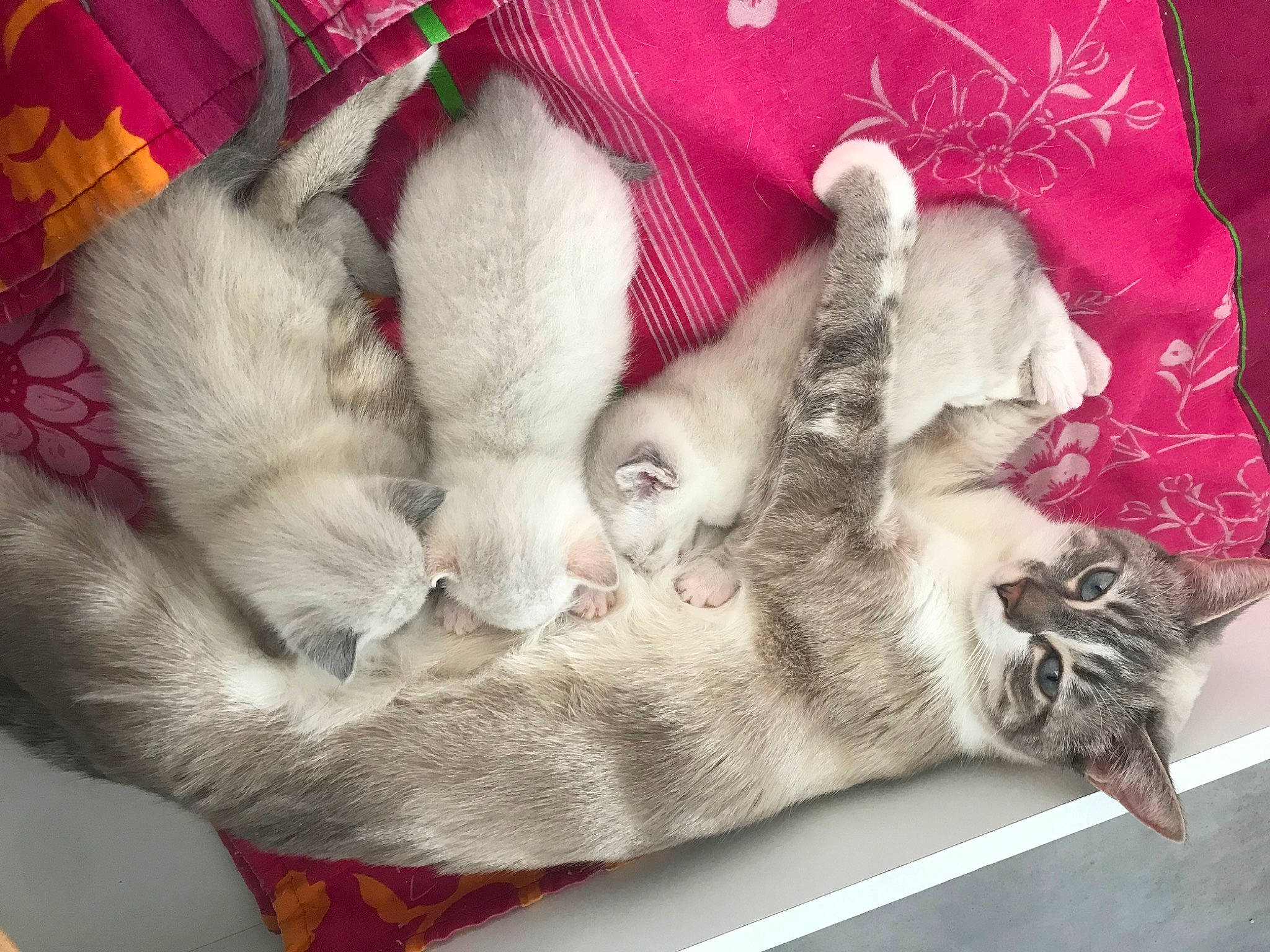 Perle a rejoint le concours — aidez-le/la à gagner de superbes lots ! carnivore, cat, claw, comfort, domestic_short_haired_cat, fawn, felidae, fur, grey, linens, nap, paw, sleep, small_to_medium_sized_cats, tail, whiskers