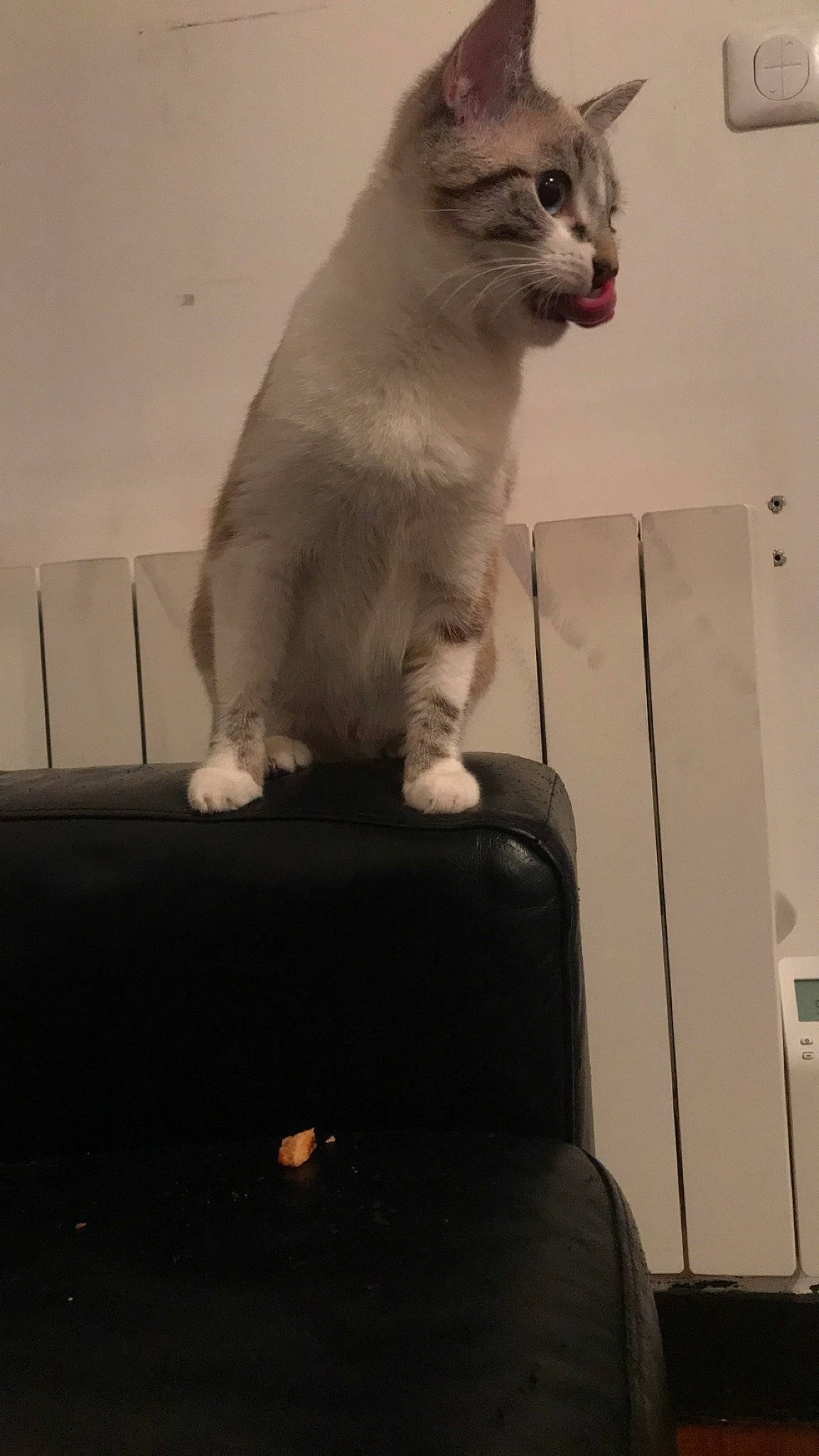 Syra a rejoint le concours — aidez-le/la à gagner de superbes lots ! box, cabinetry, cardboard, carnivore, cat, domestic_short_haired_cat, fawn, felidae, fur, monochrome, monochrome_photography, paw, room, shipping_box, sitting, small_to_medium_sized_cats, snout, tail, whiskers, wood