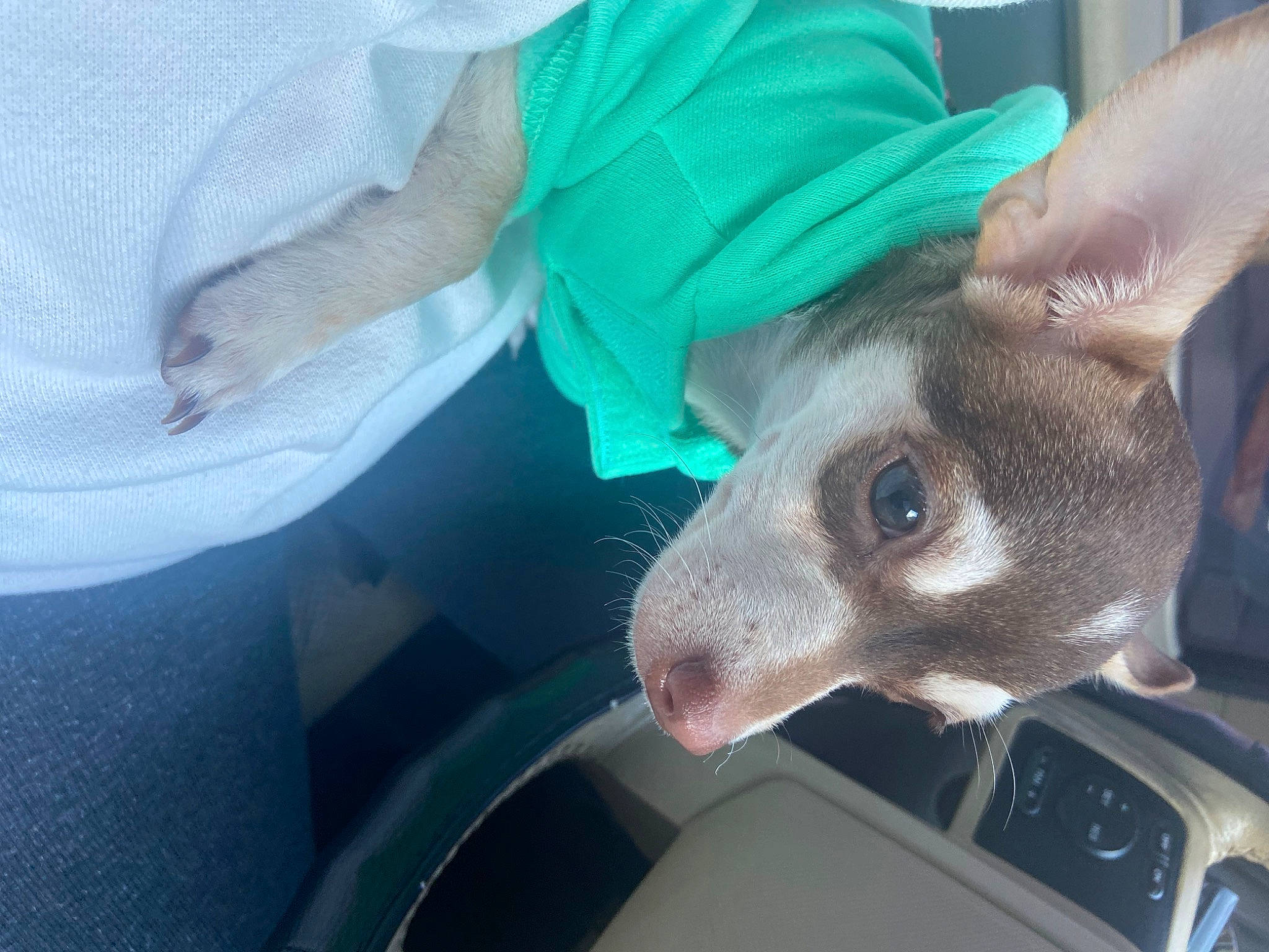 Pinky is registered to the contest to win money with this photo: canidae, carnivore, dog_breed, electric_blue, fang, fawn, felidae, fur, non_sporting_group, small_to_medium_sized_cats, snout, sporting_group, terrestrial_animal, wallaby, whiskers, wildlife, working_animal