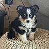 Bowie participe au concours pour gagner de l'argent avec cette photo : puppy, dog, blue_eyes, fluffy, knit_cushion, indoor, wooden_wall, couch, pet, small_dog, cute, adorable, young_dog, sitting, fur, domestic_animal, animal, companion, household, cozy