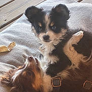 Bowie participe au concours pour gagner de l'argent avec cette photo : dog, puppy, cuddle, pet, fur, cute, animal, playful, relaxed, canine, companion, indoor, cushion, brown, black, white, collar, wooden_floor, friendly, adorable