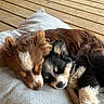 puppies, sleeping, cushion, wooden_floor, brown_fur, black_fur, close_up, cozy, nap, pets, animal, cute, fur, indoor, resting, adorable, two_animals, companion, peaceful, soft