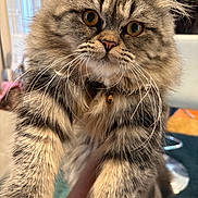 Mency joined the competition — help win amazing prizes! animal, cat, closeup, collar, curious, cute, domestic, eyes, face, feline, fluffy, fur, holding, indoor, mammal, paw, pet, portrait, tabby, whiskers