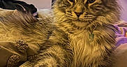 Vahiné participe au concours pour gagner de l'argent avec cette photo : cat, fluffy, pet, indoor, blanket, cozy, paw, fur, relaxed, domestic, animal, closeup, mammal, feline, resting, cute, tabby, household, living_room, collar
