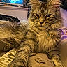 cat, fluffy, pet, indoor, blanket, cozy, paw, fur, relaxed, domestic, animal, closeup, mammal, feline, resting, cute, tabby, household, living_room, collar