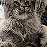 Vahiné participe au concours pour gagner de l'argent avec cette photo : cat, tabby, fluffy, gray, indoor, pet, fur, whiskers, animal, portrait, closeup, eyes, face, relaxing, bed, feline, domestic, cute, mammal, long_hair