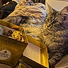 Vahiné participe au concours pour gagner de l'argent avec cette photo : cat, tabby, bed, blanket, ferrero_rocher, chocolate, box, gray, fur, pet, domestic_cat, relaxed, indoor, cozy, curious, whiskers, ears, lying_down, soft, comfort