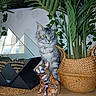 cat, silver_tabby, yellow_eyes, metallic_dog_figurine, woven_basket, green_plants, wooden_surface, decorative_object, indoor, houseplant, pet, still_life, modern_decor, feline, domestic_animal, portrait, plant_stem, leaf, ornament, tabletop