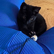 Alpha a rejoint le concours — aidez-le/la à gagner de superbes lots ! black_cat, kitten, pet, animal, playing, blue_pants, ribbed_fabric, indoor, flooring, rug, furniture, cozy, curious, closeup, paw, toy, young_cat, crouching, home, person