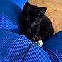 animal, black_cat, blue_pants, closeup, cozy, crouching, curious, flooring, furniture, home, indoor, kitten, paw, person, pet, playing, ribbed_fabric, rug, toy, young_cat