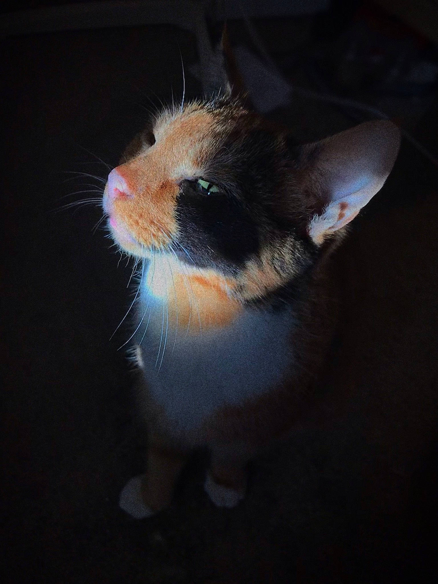 Rio is registered to the contest to win money with this photo: carnivore, darkness, electric_blue, eye, fawn, felidae, foot, fur, hamster, mouse, muroidea, pest, rodent, small_to_medium_sized_cats, snout, tail, terrestrial_animal, whiskers, wildlife, window