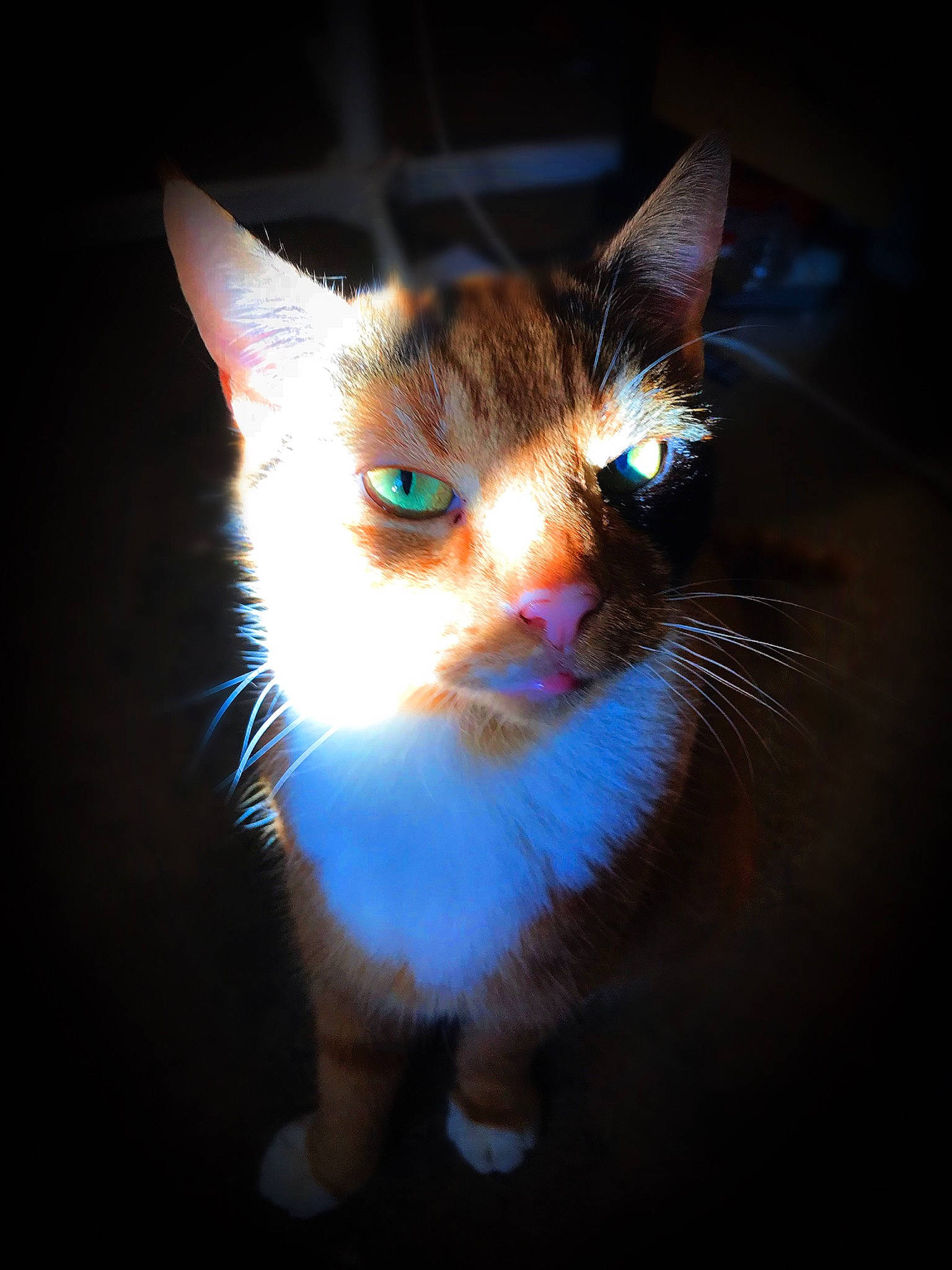 Rio is registered to the contest to win money with this photo: carnivore, cat, darkness, domestic_short_haired_cat, electric_blue, felidae, fur, iris, night, small_to_medium_sized_cats, snout, tail, whiskers