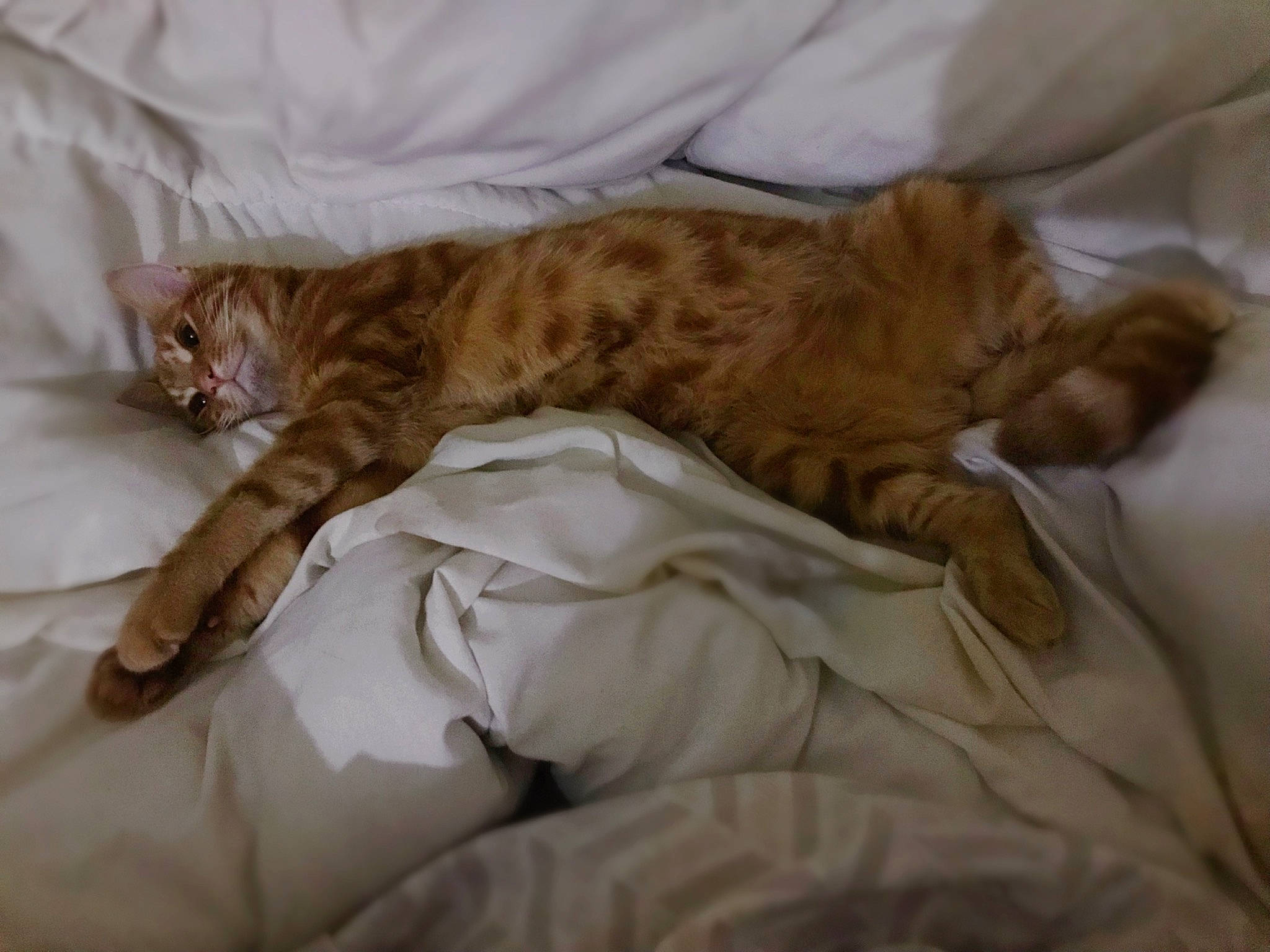 Octavius is registered to the contest to win money with this photo: bed, carnivore, cat, claw, comfort, domestic_short_haired_cat, fawn, felidae, fur, linens, nap, paw, sleep, small_to_medium_sized_cats, tail, terrestrial_animal, whiskers