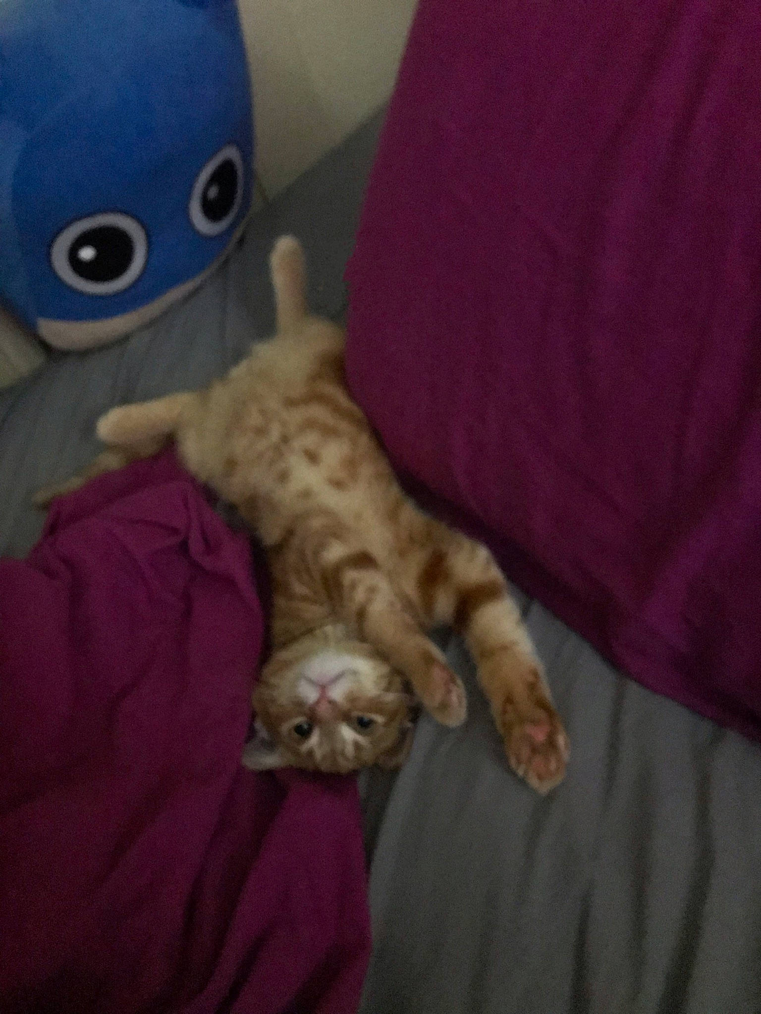 Octavius is registered to the contest to win money with this photo: bed, bed_sheet, bedding, carnivore, cat, comfort, domestic_short_haired_cat, felidae, fur, grey, linens, paw, small_to_medium_sized_cats, snout, stuffed_toy, tail, textile, toy, whiskers, wood