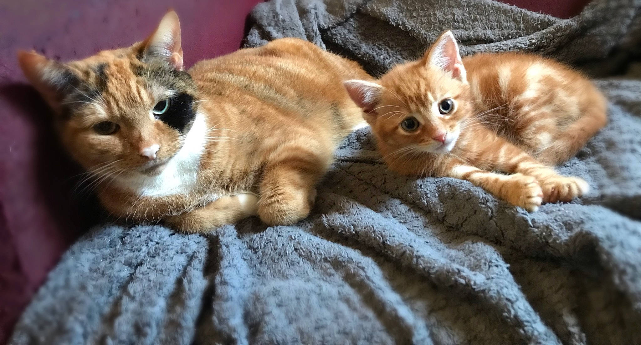 Octavius joined the competition — help win amazing prizes! carnivore, cat, cat_furniture, claw, comfort, domestic_short_haired_cat, fawn, felidae, fur, nap, paw, sand, sitting, sleep, small_to_medium_sized_cats, snout, tail, whiskers, wildlife, wood