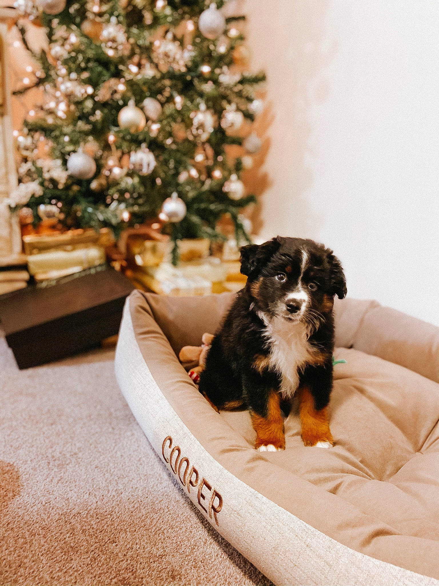 Cooper is registered to the contest to win money with this photo: canidae, carnivore, christmas, christmas_decoration, christmas_eve, christmas_ornament, christmas_tree, comfort, companion_dog, dog, dog_breed, dog_supply, holiday, home, interior_design, mammal, ornament, sporting_group, working_animal