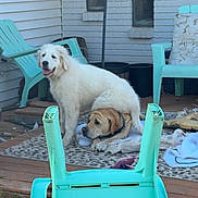 Maui is registered to the contest to win money with this photo: dog, white_dog, tan_dog, outdoor, backyard, plastic_chair, overturned_chair, rug, fence, wall, window, wooden_deck, pet, animal, playful, funny_pose, house, daylight, grass, collar