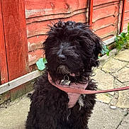 Angel joined the competition — help win amazing prizes! animal, black_dog, canine, collar, curly_fur, cute, daylight, dog, fence, garden, greenery, harness, leash, outdoor, pavement, pet, scruffy, sitting, tag, wooden_fence