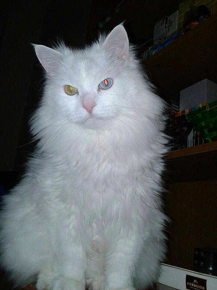 Cleo