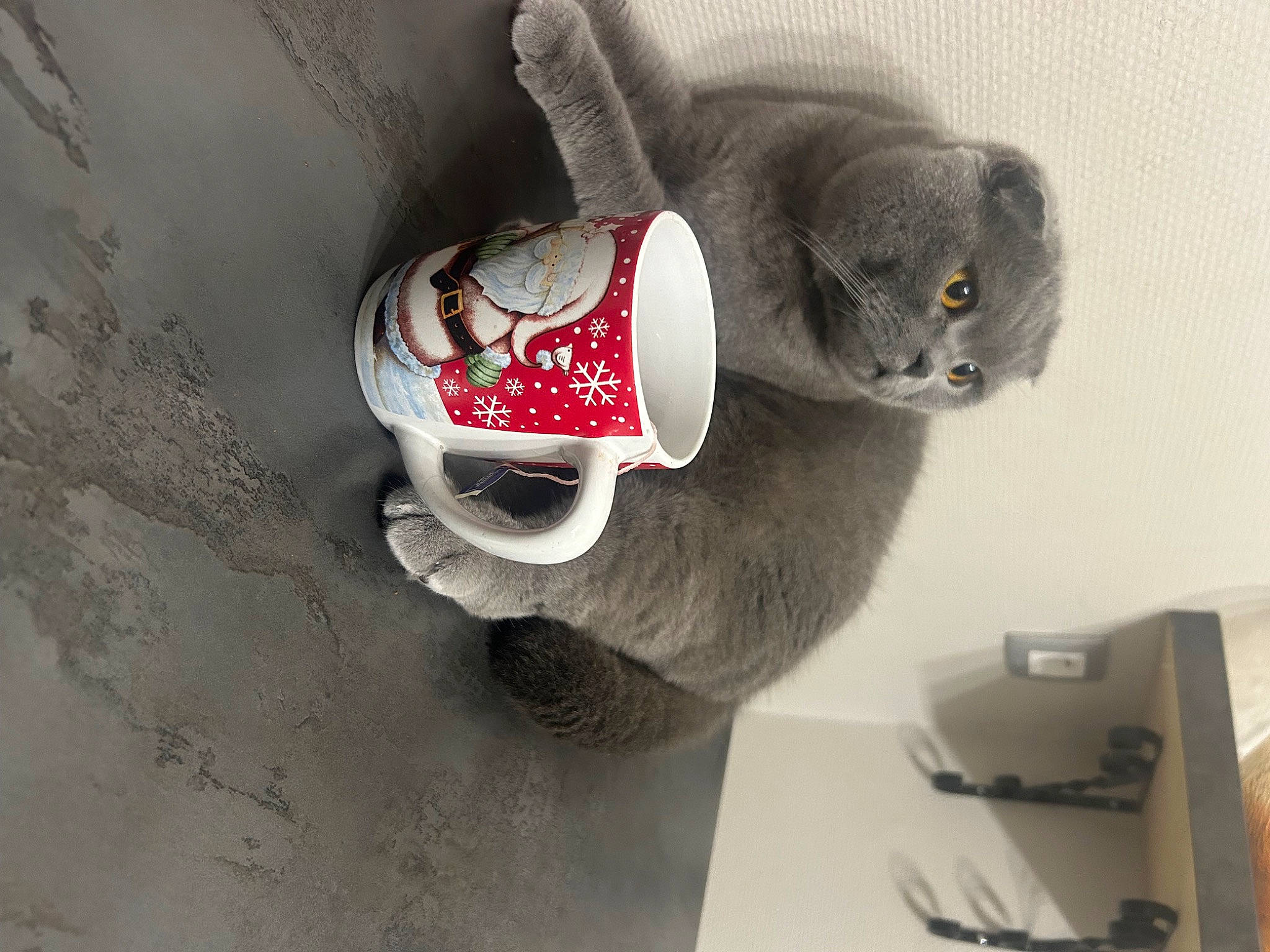 Yoda participe au concours pour gagner de l'argent avec cette photo : art, carmine, carnivore, cat, comfort, domestic_short_haired_cat, felidae, font, fur, grey, office_supplies, paw, plush, small_to_medium_sized_cats, snout, stuffed_toy, tail, terrestrial_animal, toy, whiskers