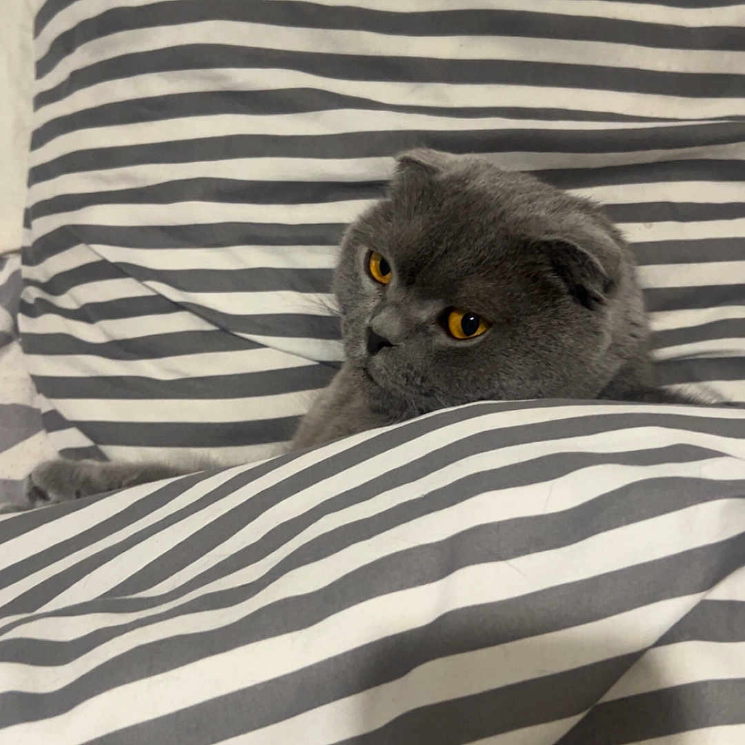 Yoda participe au concours pour gagner de l'argent avec cette photo : abyssinian, angora, animal, bed, bedroom, blackcat, blanket, cat, couch, cushion, furniture, homedecor, indoors, kitten, linen, manx, person, pet, quilt, room