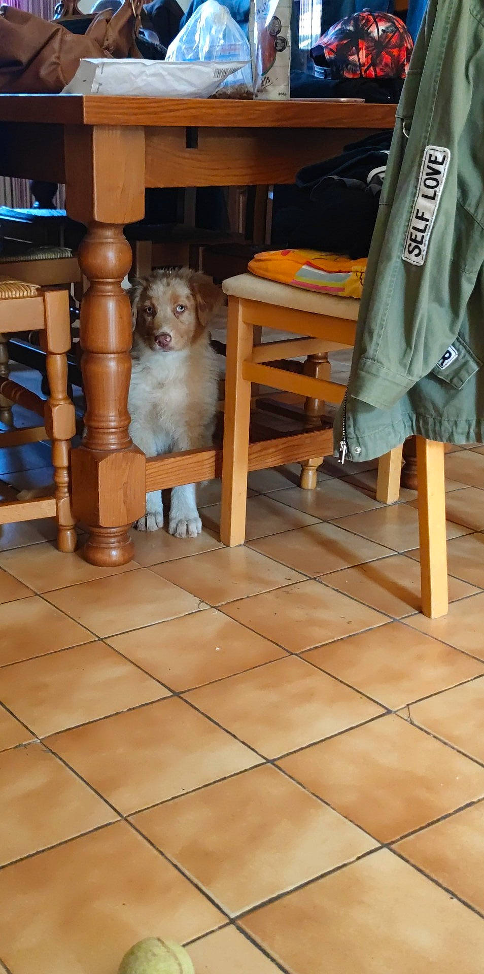 Uska participe au concours pour gagner de l'argent avec cette photo : bookcase, canidae, carnivore, chair, companion_dog, couch, dog, dog_breed, dog_supply, fawn, floor, flooring, hardwood, living_room, sporting_group, table, tile_flooring, toy_dog, wood, working_animal