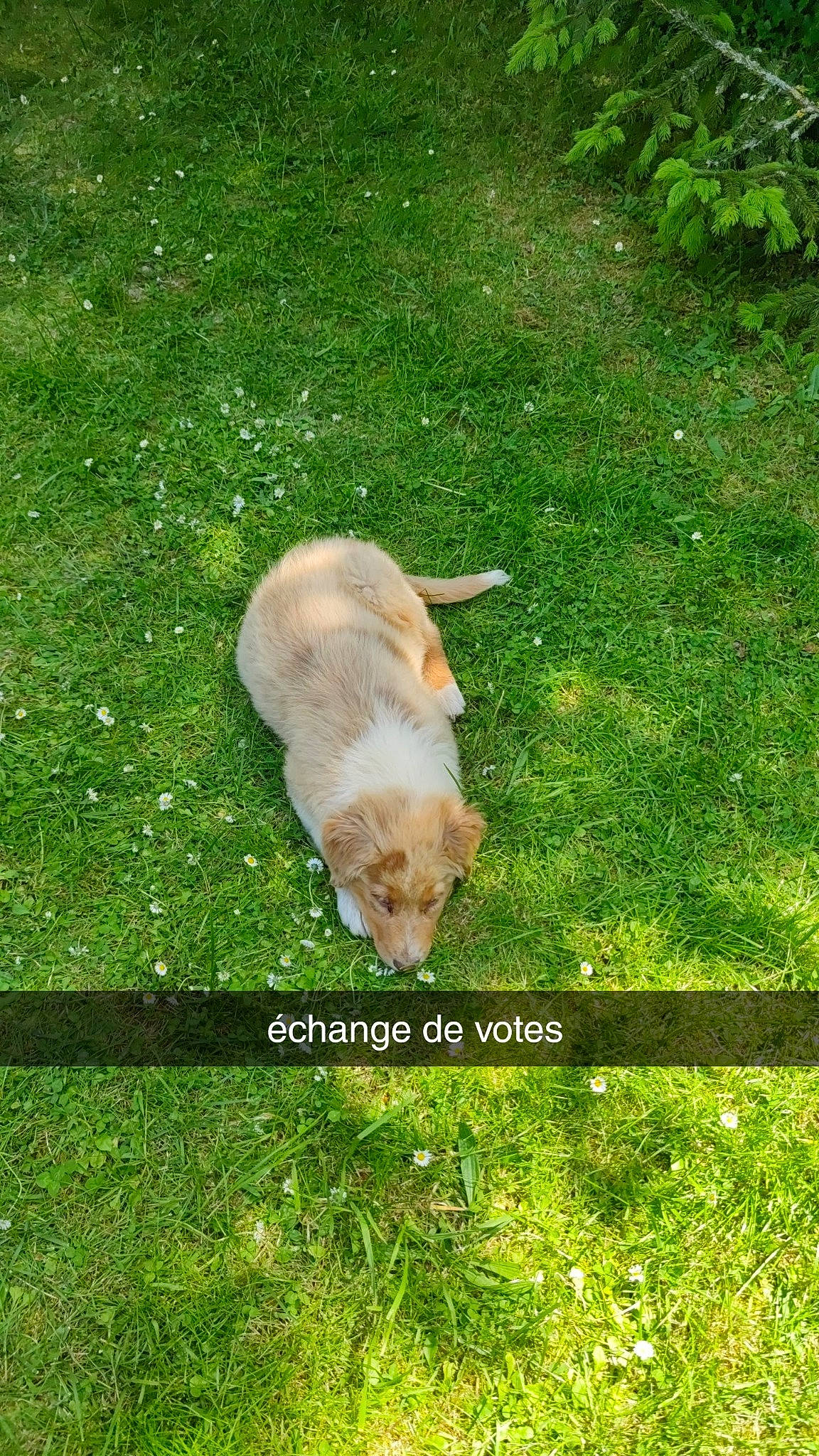 Uska participe au concours pour gagner de l'argent avec cette photo : canidae, carnivore, cat, companion_dog, dog_breed, fawn, felidae, garden, grass, grass_family, grassland, groundcover, lawn, pasture, plant, small_to_medium_sized_cats, sporting_group, tail, terrestrial_animal, wildlife