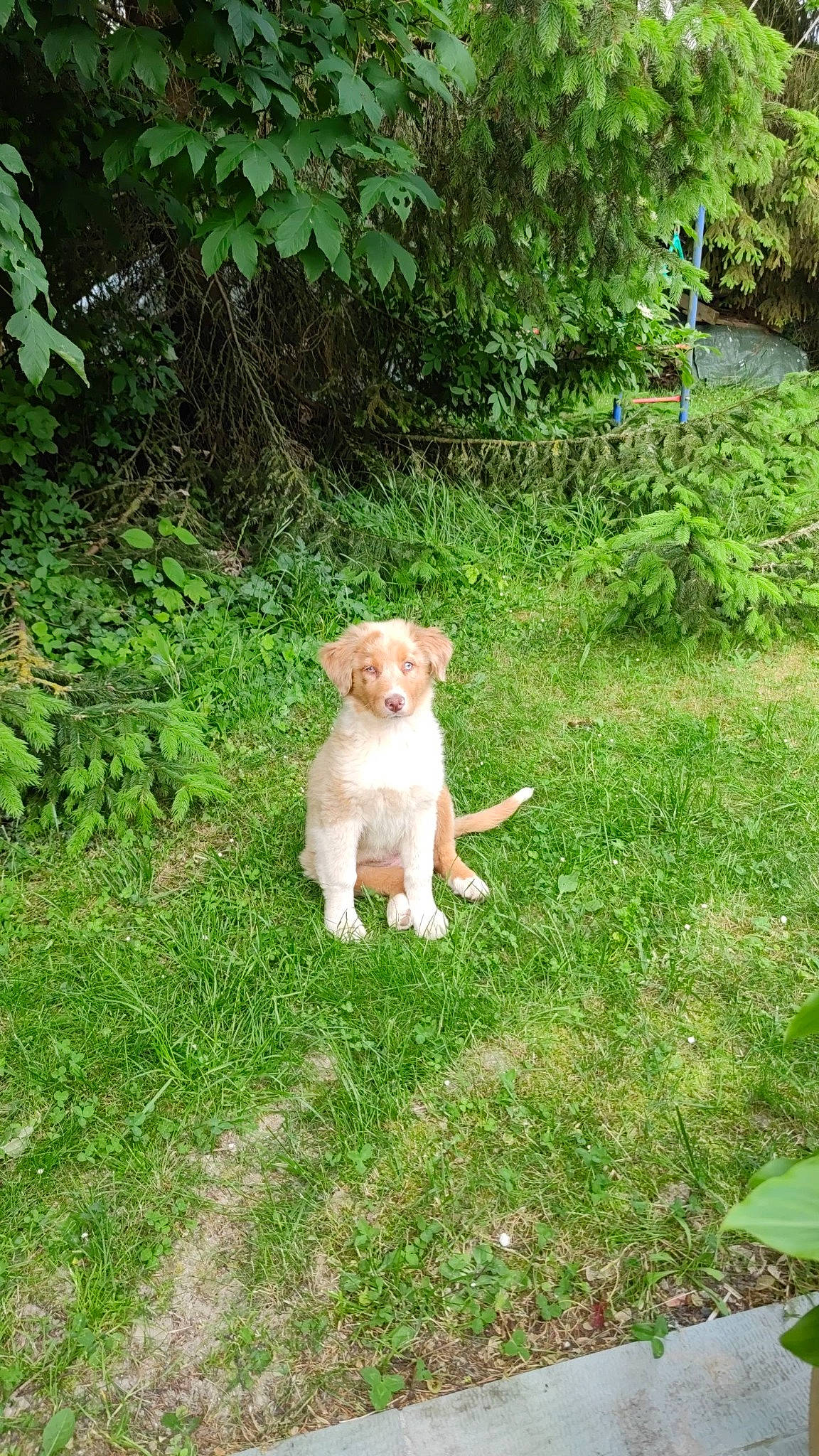 Uska a rejoint le concours — aidez-le/la à gagner de superbes lots ! canidae, carnivore, companion_dog, dog, dog_breed, fawn, garden, grass, groundcover, herb, lawn, plant, shrub, soil, sporting_group, tail, terrestrial_plant, tree, working_animal, yard