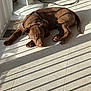 Apollo joined the competition — help win amazing prizes! animal, architecture, building, bulldog, canine, dog, door, hardwood, hound, house, labradorretriever, mat, person, pet, pitbull, pointer, puppy, sleeping, tile, wood