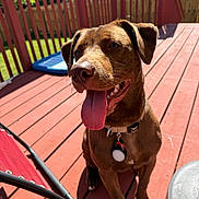 Apollo is registered to the contest to win money with this photo: dog, brown_dog, tongue_out, outdoor, deck, wooden_deck, sunny, pet, collar, happy, smiling, sitting, fence, grass, yard, leisure, daylight, canine, animal, chair