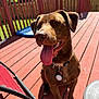dog, brown_dog, tongue_out, outdoor, deck, wooden_deck, sunny, pet, collar, happy, smiling, sitting, fence, grass, yard, leisure, daylight, canine, animal, chair