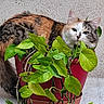 Caline participe au concours pour gagner de l'argent avec cette photo : cat, calico_cat, plant, green_leaves, red_pot, indoor_plant, curious, pet, fur, animal, leafy, nature, domestic_cat, sitting, closeup, face, whiskers, tail, background_wall, floor