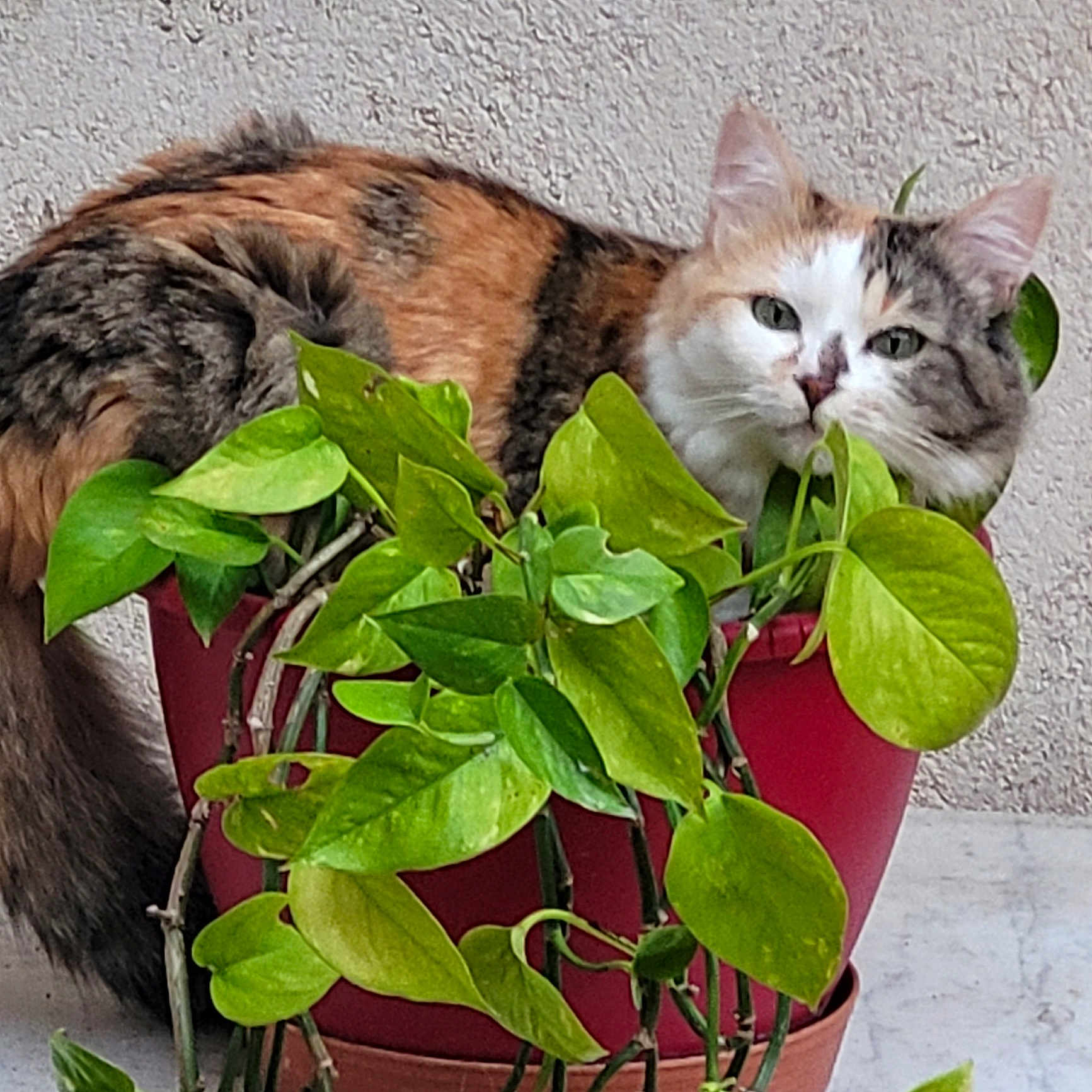Caline participe au concours pour gagner de l'argent avec cette photo : cat, calico_cat, plant, green_leaves, red_pot, indoor_plant, curious, pet, fur, animal, leafy, nature, domestic_cat, sitting, closeup, face, whiskers, tail, background_wall, floor