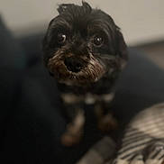 King Leonardo is registered to the contest to win money with this photo: dog, pet, close_up, indoor, small_dog, black_fur, brown_fur, cute, animal, face, looking, blurred_background, cozy, curious, furry, companion, domestic_animal, portrait, eyes, snout
