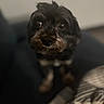 dog, pet, close_up, indoor, small_dog, black_fur, brown_fur, cute, animal, face, looking, blurred_background, cozy, curious, furry, companion, domestic_animal, portrait, eyes, snout