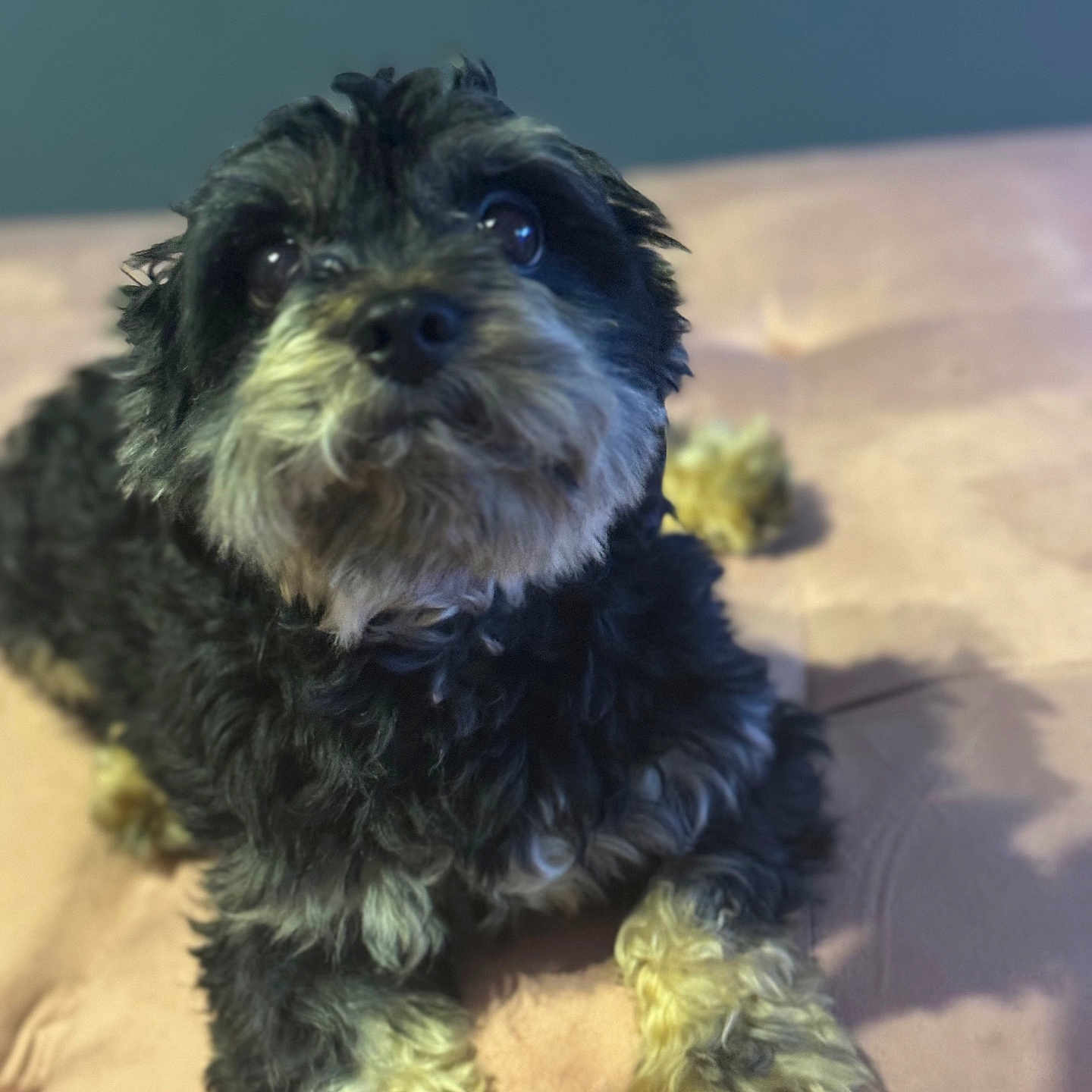 King Leonardo joined the competition — help win amazing prizes! dog, pet, animal, cute, fluffy, black, tan, fur, lying_down, indoor, soft_surface, closeup, looking_up, curly_fur, adorable, companion, domestic_animal, portrait, canine, friendly