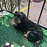King Leonardo joined the competition — help win amazing prizes! dog, black_dog, curly_fur, balcony, green_carpet, mesh_screen, red_car, outdoor, relaxing, pet, animal, slippers, footwear, street, urban, daylight, shadow, fence, resting, looking_back