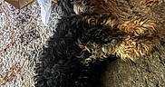 King Leonardo joined the competition — help win amazing prizes! dog, black_dog, curly_fur, lying_down, indoor, rug, carpet, wooden_chair, plastic_bag, pet, relaxed, fur, cute, canine, home, floor, looking_up, animal, domestic_animal, companion