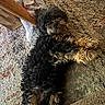 dog, black_dog, curly_fur, lying_down, indoor, rug, carpet, wooden_chair, plastic_bag, pet, relaxed, fur, cute, canine, home, floor, looking_up, animal, domestic_animal, companion
