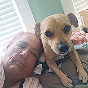 Samson Vargas joined the competition — help win amazing prizes! animal, bed, blanket, blinds, casual, closeup, companion, dog, furniture, home, human, indoor, light, pet, pillow, portrait, relaxed, resting, window, woman