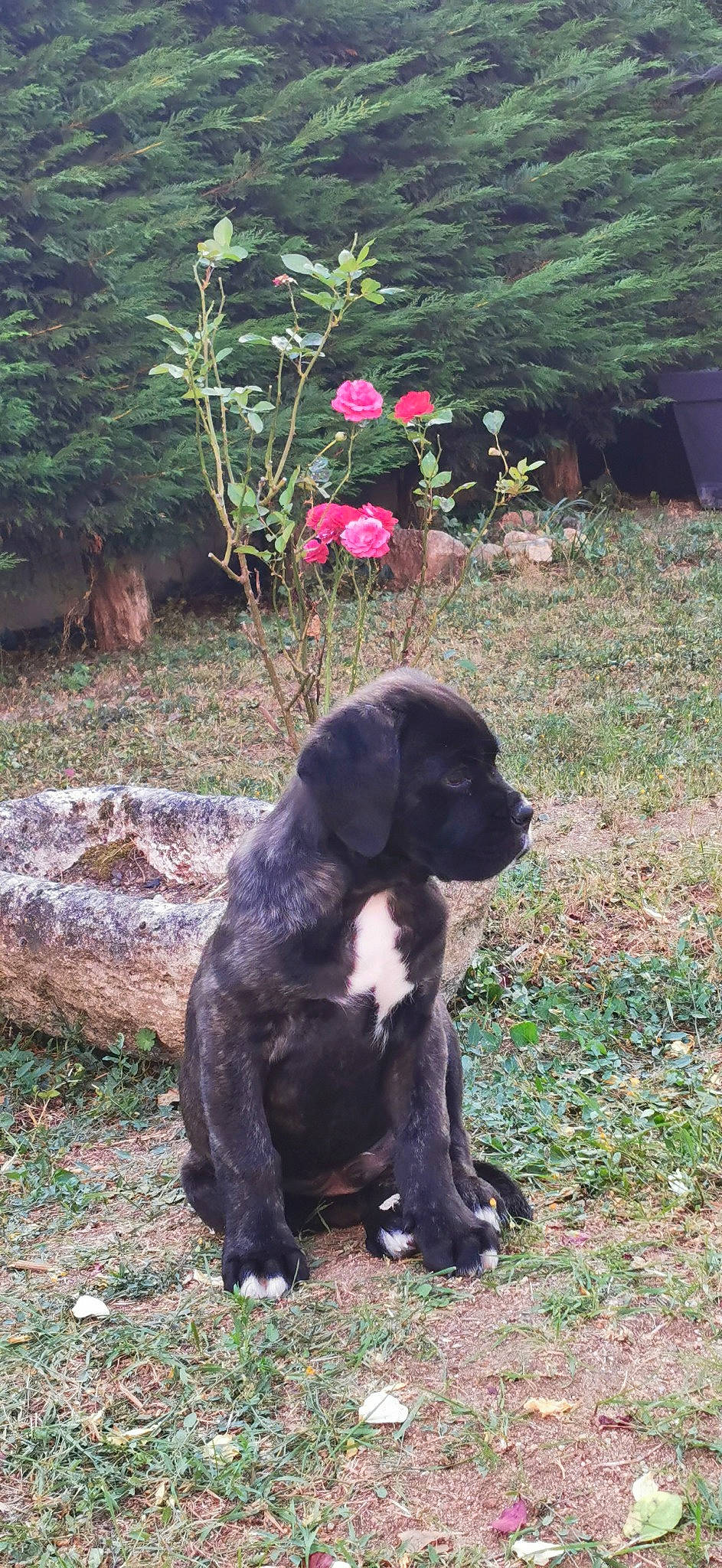 Sangy a rejoint le concours — aidez-le/la à gagner de superbes lots ! carnivore, companion_dog, dog, dog_breed, fawn, flower, fur, grass, groundcover, gun_dog, liver, petal, plant, rose, snout, sporting_group, tail, terrestrial_animal, tree, working_animal