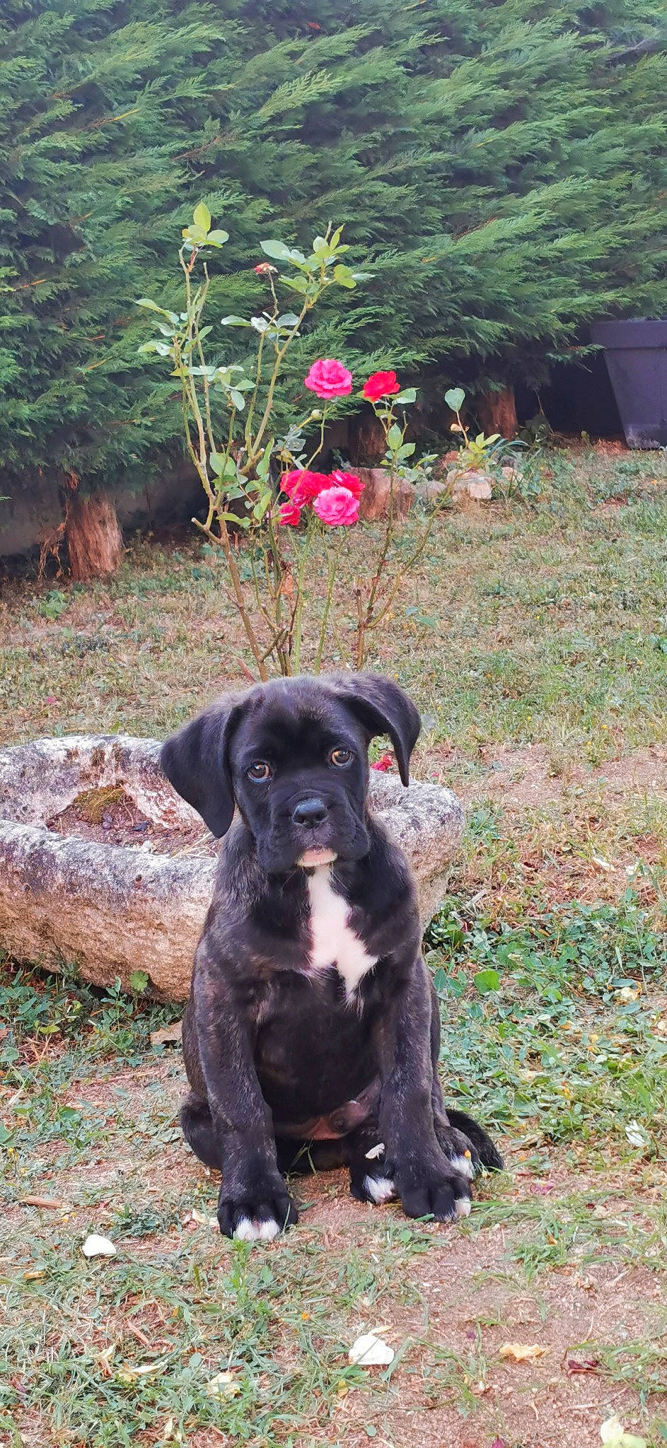 Sangy a rejoint le concours — aidez-le/la à gagner de superbes lots ! annual_plant, borador, canidae, carnivore, companion_dog, dog, dog_breed, fawn, flower, fur, garden, grass, gun_dog, plant, soil, sporting_group, tail, terrestrial_animal, tree, working_animal