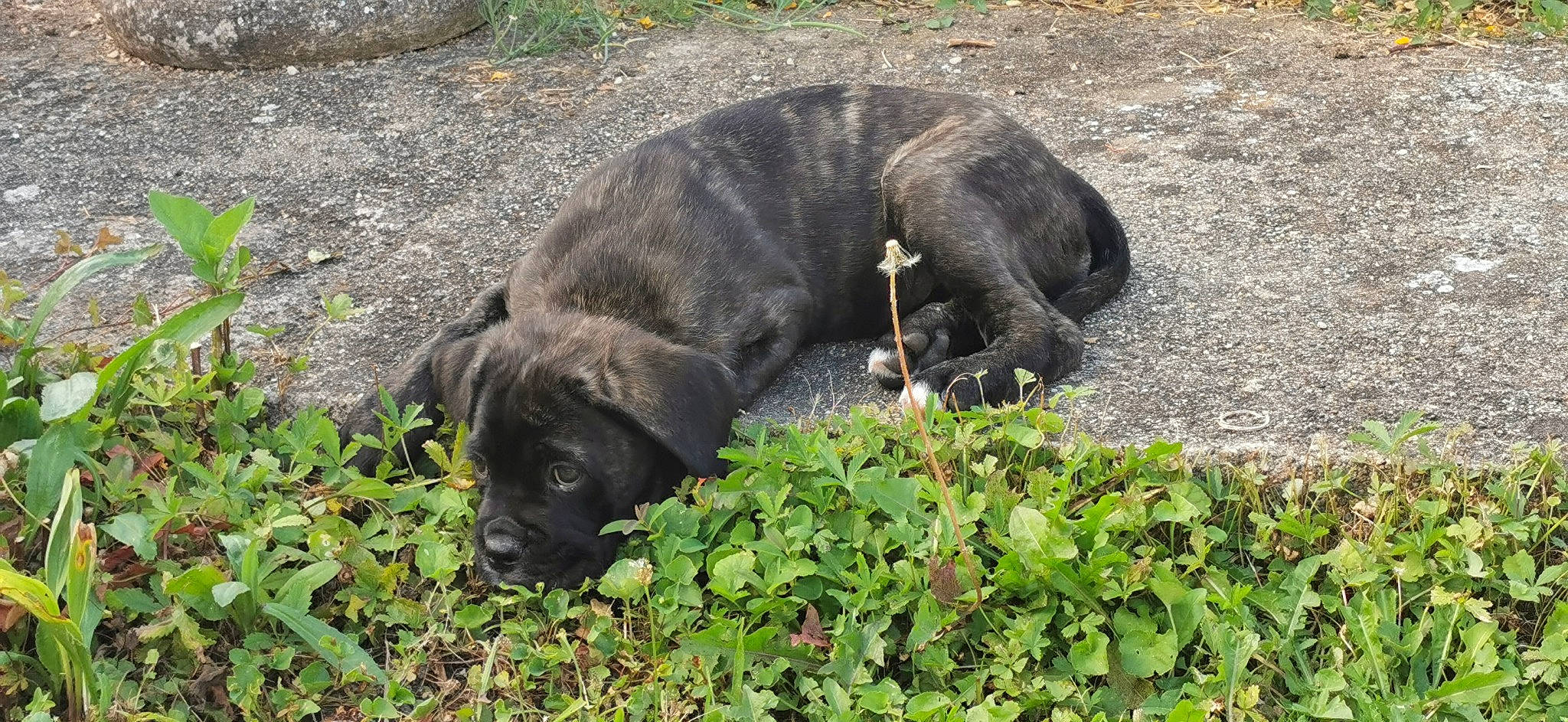 Sangy participe au concours pour gagner de l'argent avec cette photo : borador, canidae, carnivore, companion_dog, dog, dog_breed, dog_collar, fur, grass, groundcover, gun_dog, herb, liver, plant, retriever, snout, sporting_group, tail, terrestrial_animal, working_animal