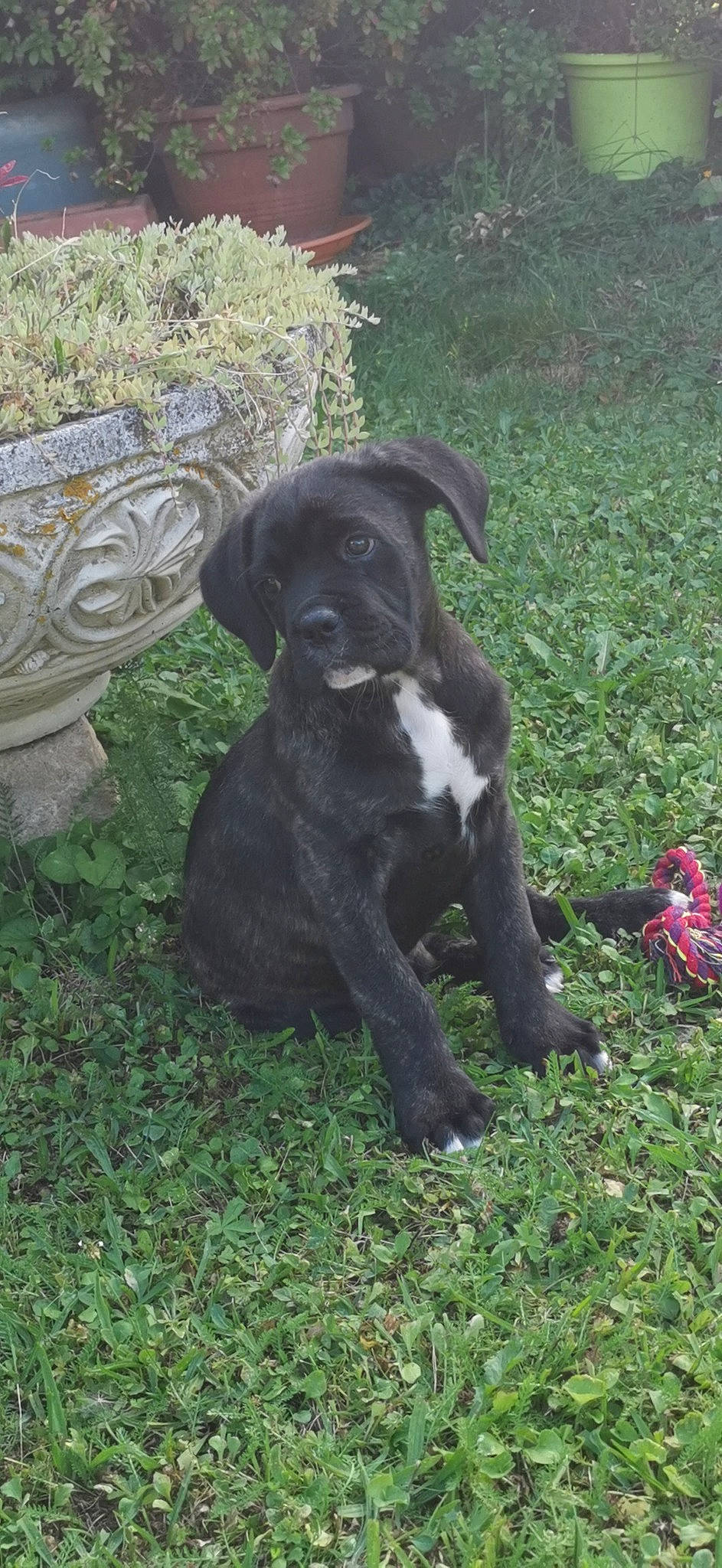 Sangy a rejoint le concours — aidez-le/la à gagner de superbes lots ! borador, canidae, carnivore, companion_dog, dog, dog_breed, fawn, fur, grass, groundcover, gun_dog, non_sporting_group, pasture, plant, shrub, snout, sporting_group, tail, terrestrial_animal, working_animal