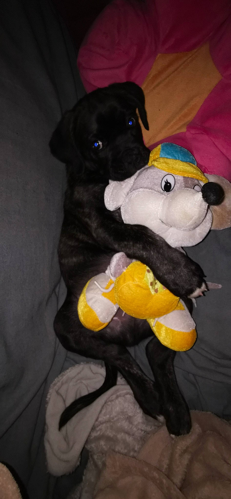 Sangy participe au concours pour gagner de l'argent avec cette photo : canidae, carnivore, comfort, companion_dog, dog, dog_breed, dog_clothes, dog_supply, fawn, fur, linens, non_sporting_group, pet_supply, plush, snout, sporting_group, stuffed_toy, tail, toy, working_animal