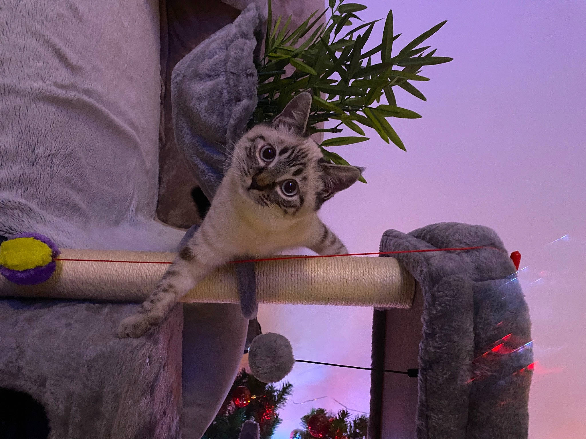 Flocon a rejoint le concours — aidez-le/la à gagner de superbes lots ! arecales, carnivore, cat, domestic_short_haired_cat, felidae, flowerpot, fur, houseplant, magenta, plant, plant_stem, sky, small_to_medium_sized_cats, tail, tree, trunk, twig, whiskers, wood